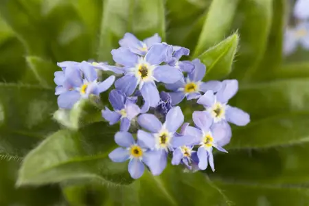 Myosotis sylvatica - P9 - image 2