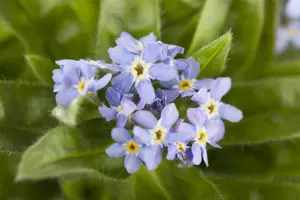 Myosotis sylvatica - P9 - image 2