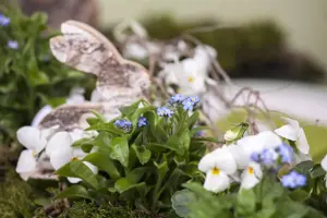 Myosotis sylvatica - P9 - image 4