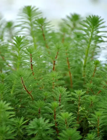 Myriophyllum verticillatum - BEAKER