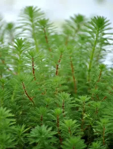 Myriophyllum verticillatum - BEAKER