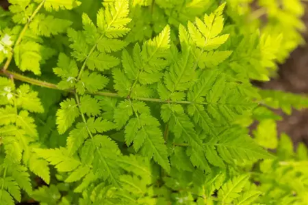 Myrrhis odorata - P13