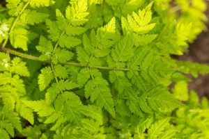 Myrrhis odorata