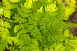 Myrrhis odorata