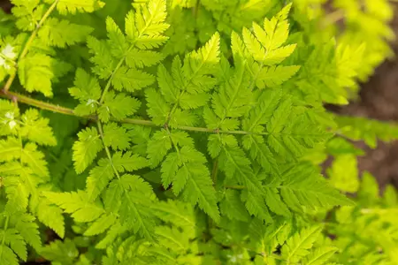 Myrrhis odorata - P11