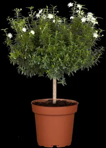 Myrtus communis - 10 Ltr pot - image 5