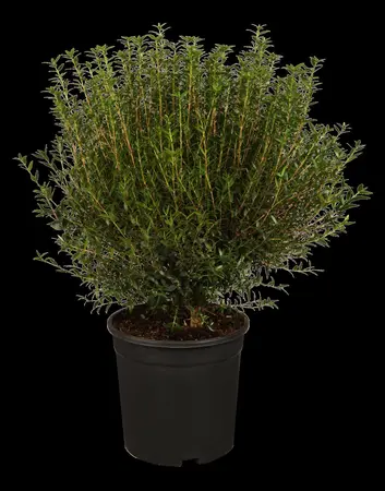 Myrtus communis - 10 Ltr pot - image 1