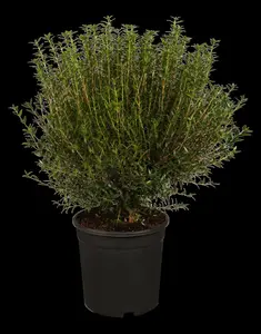 Myrtus communis