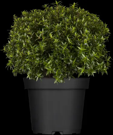 Myrtus communis - 10 Ltr pot - image 3