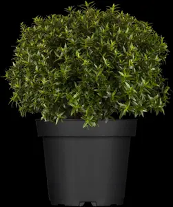 Myrtus communis - 10 Ltr pot - image 3