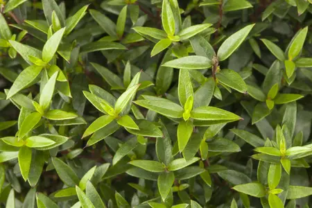 Myrtus communis - 10 Ltr pot - image 4