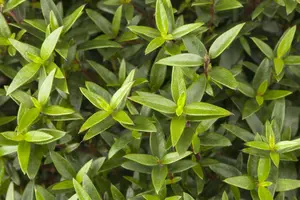 Myrtus communis - 10 Ltr pot - image 4