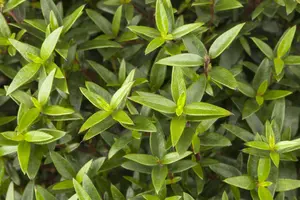 Myrtus communis