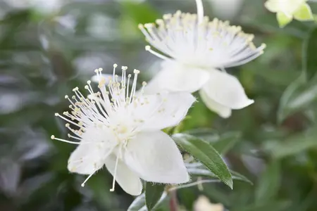 Myrtus communis - 80-100 CM C10 - image 2