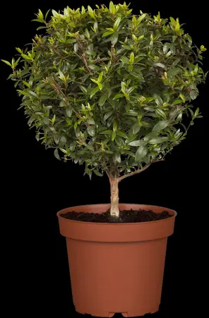 Myrtus communis - 10 Ltr pot - image 2