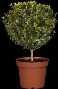 Myrtus communis - 10 Ltr pot - image 2