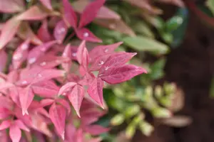 Nandina dom. 'Blush Pink'? - 4.5 Ltr pot