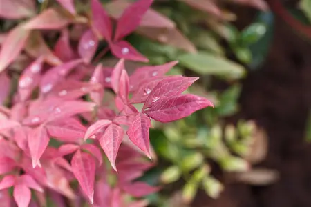 Nandina dom. 'Blush Pink'? - 30-40 CM C4.5