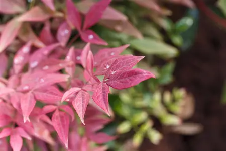 Nandina dom. 'Blush Pink'? - 30-40 CM C10