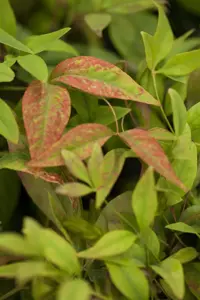 Nandina dom. 'Firepower' - 2 Ltr pot - image 2