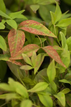 Nandina dom. 'Firepower' - 20-30 CM C2 - image 2