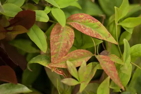 Nandina dom. 'Firepower' - 20-30 CM C2 - image 1
