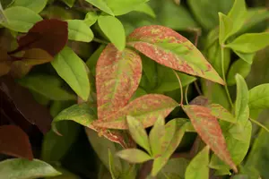 Nandina dom. 'Firepower' - 30-40 CM C10 - image 2
