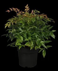 Nandina dom. 'Flirt'? - 20-30 CM C2 - image 2
