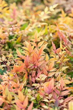 Nandina dom. 'Gulfstream' - 80-100 CM C25 - image 3