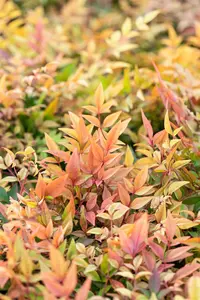 Nandina dom. 'Gulfstream' - 20-25 CM C2.5 - image 2