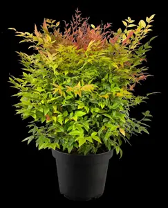 Nandina dom. 'Gulfstream' - 30-40 CM C2 - image 5