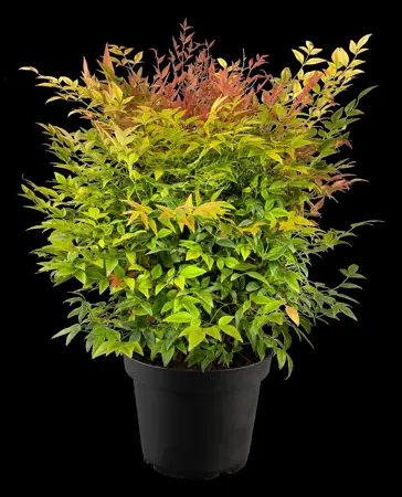 Nandina dom. 'Gulfstream' - 60-80 CM C10 - image 5