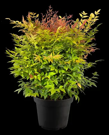 Nandina dom. 'Gulfstream' - 10 Ltr pot - image 5
