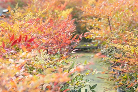 Nandina dom. 'Gulfstream' - 25-30 CM C2 - image 4