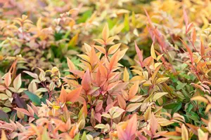 Nandina dom. 'Gulfstream' - 20-25 CM C2.5 - image 1
