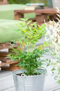 Nandina dom. 'Magical Lemon & Lime'? - 1.5 Ltr pot - image 2