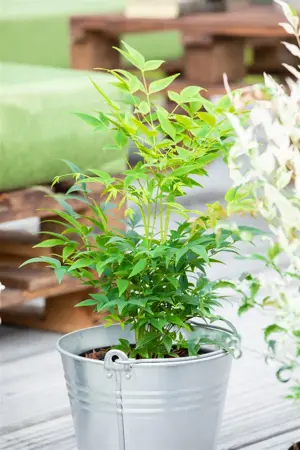 Nandina dom. 'Magical Lemon & Lime'? - 1.5 Ltr pot - image 3