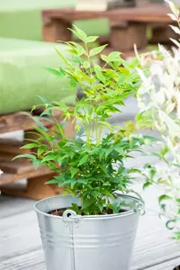 Nandina dom. 'Magical Lemon & Lime'? - 1.5 Ltr pot - image 3