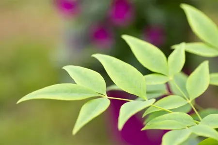 Nandina dom. 'Magical Lemon & Lime'? - 1.5 Ltr pot - image 5