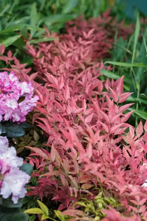 Nandina dom. 'Obsessed'? - 40-50 CM C15 - image 5