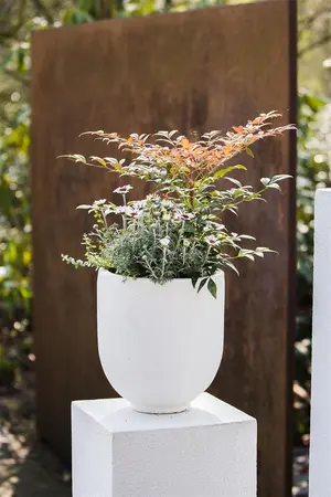 Nandina dom. 'Obsessed'? - 10 Ltr pot - image 1