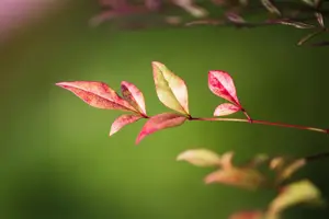 Nandina dom. 'Obsessed'? - 2 Ltr pot - image 2