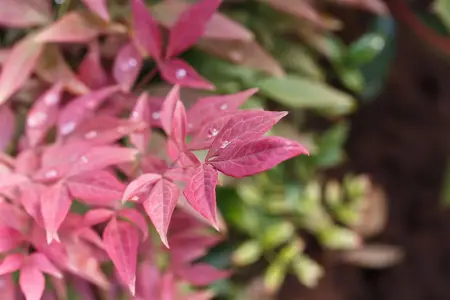 Nandina dom. 'Obsessed'? - 2 Ltr pot - image 3