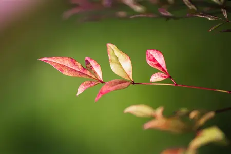Nandina dom. 'Obsessed'? - 30-40 CM C4.5 - image 2