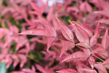Nandina dom. 'Obsessed'? - 10 Ltr pot - image 4