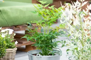 Nandina dom. 'Pygmaea'