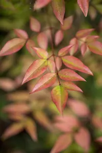 Nandina dom. 'Red Light' - 30-40 CM C5 - image 2