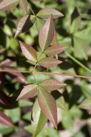 Nandina dom. 'Red Light' - 20-30 CM C2 - image 4