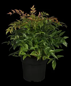 Nandina dom. 'Red Light'