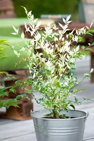 Nandina dom. 'Twilight' - 3 Ltr pot - image 2